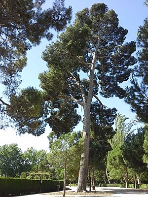 Archivo:Pinus halepensis Retiro