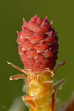 Archivo:Pinus sylvestris young female cone - Keila