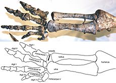 Archivo:Plateosaurus arm and hand