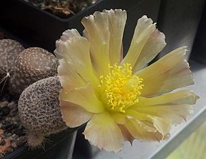 Archivo:Puna clavarioides flower