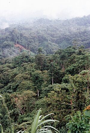 Archivo:Rainforestt of Isabel Island