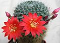 Rebutia senilis iseliana