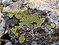 Rhizocarpon geographicum01