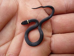 Archivo:Ring necked snake recently hatched, Missouri Ozarks