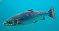 Salmo salar-Atlantic Salmon-Atlanterhavsparken Norway (cropped)