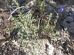 Salvia thymoides.jpg