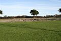 Segontium