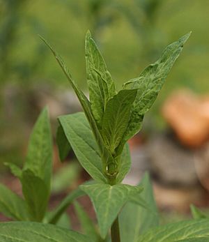 Archivo:Swamp Milkweed Asclepias incarnata Emerging Leaves 2000px