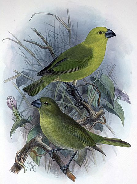 Telespiza flaviceps3