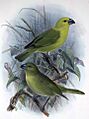 Telespiza flaviceps3