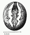 Theridion.attritum.dorsal