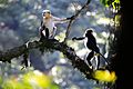 Tonkin snub-nosed monkeys (Rhinopithecus avunculus)