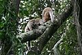 White-eared titi (Callicebus donacophilus) group