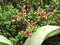 XN Welwitschia mirabilis 04