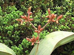 XN Welwitschia mirabilis 04