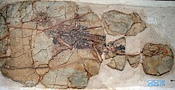 Archivo:Xiaotingia fossil