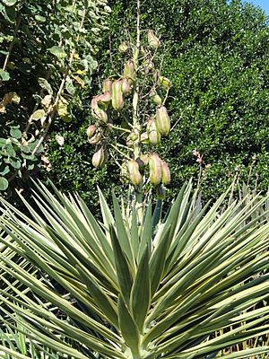 Archivo:Yucca aloifolia - J. C. Raulston Arboretum - DSC06212