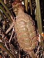 Zamia pumila hembra