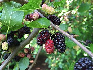 Archivo:2017-05-29 14 12 27 Red Mulberry fruit along Kinross Circle in the Chantilly Highland section of Oak Hill, Fairfax County, Virginia