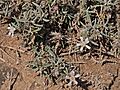 A.preauxiana-D80A3734