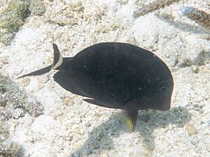 Acanthurus auranticavus.jpg