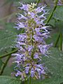 Agastache rugosa 03