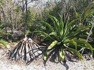 Archivo:Agave caymanensis 1