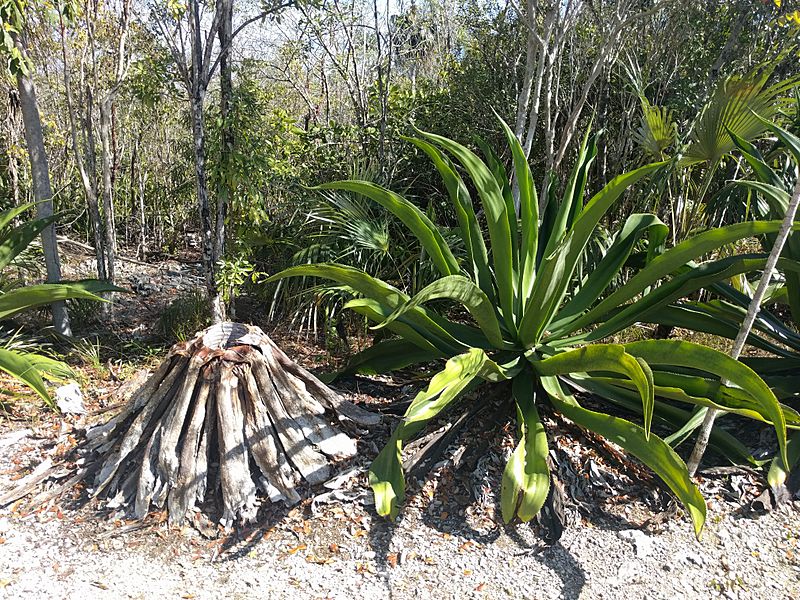 Agave caymanensis 1