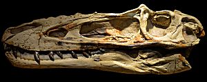 Archivo:Alioramus altai skull at Wyoming Dinosaur Center
