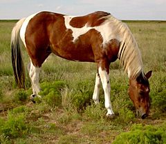 Archivo:Am Paint Horse