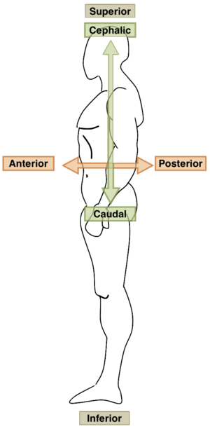 Archivo:Anatomical Directions 2
