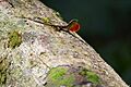 Anolis monteverde 08