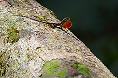 Anolis monteverde 08.jpg