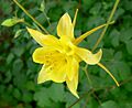 Aquilegia chrysantha 2