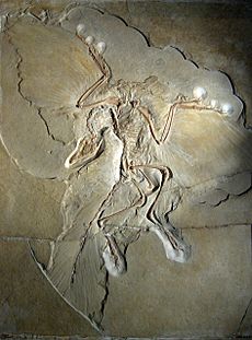 Archivo:Archaeopteryx lithographica (Berlin specimen)