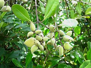 Archivo:Avicennia officinalis fruit