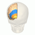 BA17,18,19 - Visual cortex (V1, V2, V3) - animation