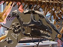 Archivo:Bactrosaurus skull