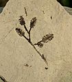 Betulaceae Cones SRIC 01