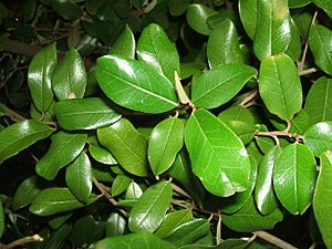 Archivo:Capparis cynophallophora leaf detail