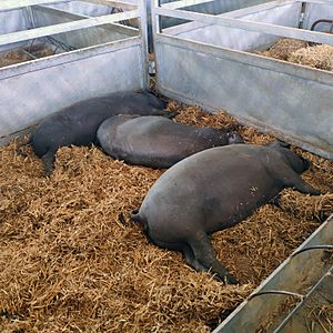 Archivo:Cerdos ibéricos en la Feria de Zafra, Badajoz (2019)