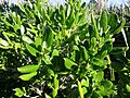 Coprosma repens 11