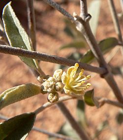 Croton californicus 2.jpg