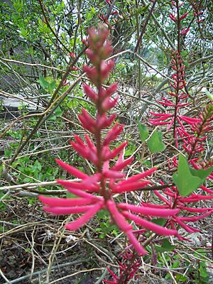 Archivo:Crystal River erythrina02
