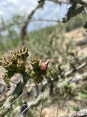 Archivo:Cylindropuntia lindsayi 4