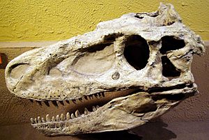 Archivo:Daspletosaurus skull