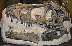 Archivo:Daspletosaurus skull (1)