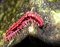 Desmoxytes purpurosea 01