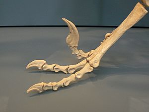 Archivo:Dromaeosaurus feet