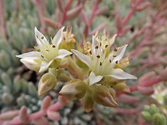 Archivo:Dudleya virens hassei